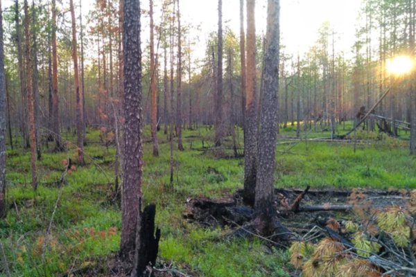 Специалисты Рослесозащиты обследовали поврежденные пожарами участки Удорского лесничества