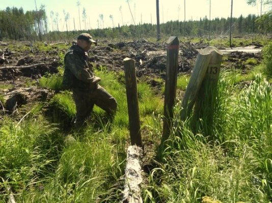 В Троицко-Печорском и Печоро-Илычском лесничествах продолжается работа по выявлению требующих лесовосстановления земель