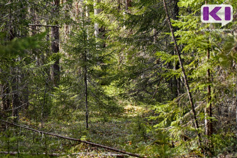 Зарплаты в сфере лесного хозяйства за год выросли почти на 9 тысяч
