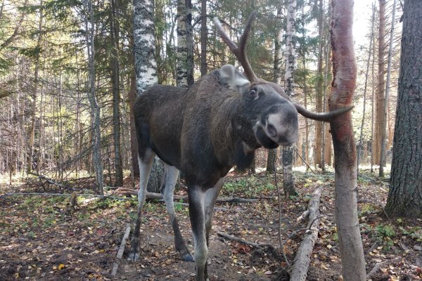 В Финно-угорском этнопарке сбежал лось