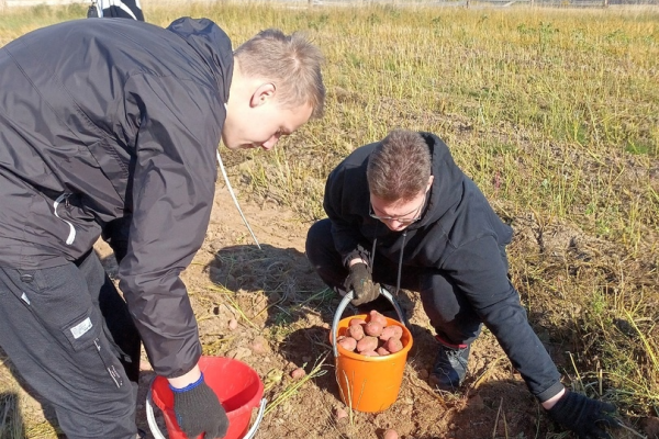 Школьники Удорского района вновь помогли местному фермеру убрать урожай картофеля
