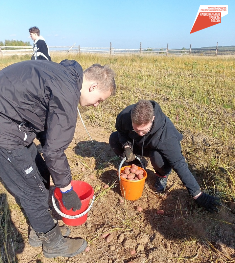 Школьники Удорского района вновь помогли местному фермеру убрать урожай картофеля
