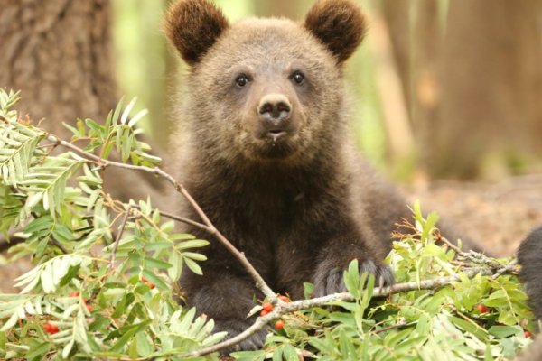 Толстун и Ворчун вернулись в родные края после реабилитации в Центре спасения медвежат 