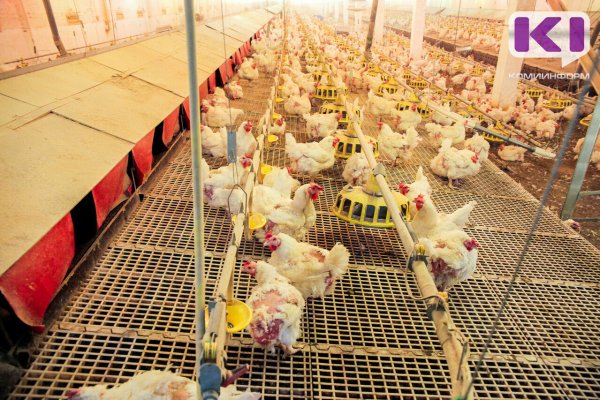В Сыктывкаре и Сыктывдинском районе введен карантин по гриппу птиц