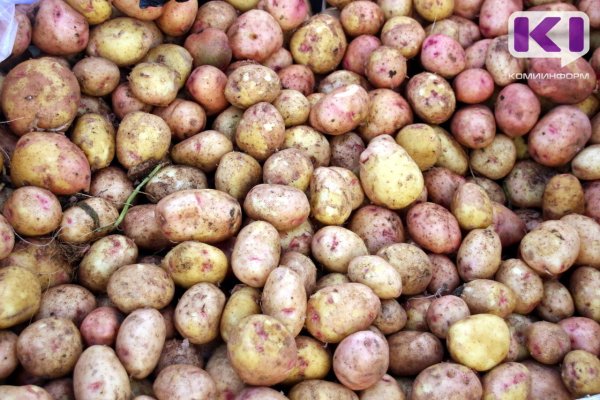В Коми к началу октября накопали более 5,2 тысячи тонн картофеля 