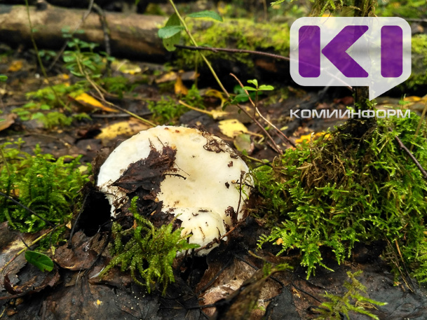 В лесах под Сыктывкаром ученые обнаружили ранее невиданный в регионе гриб