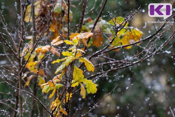 Погода в Коми 23 октября: небольшой снег и ветер
