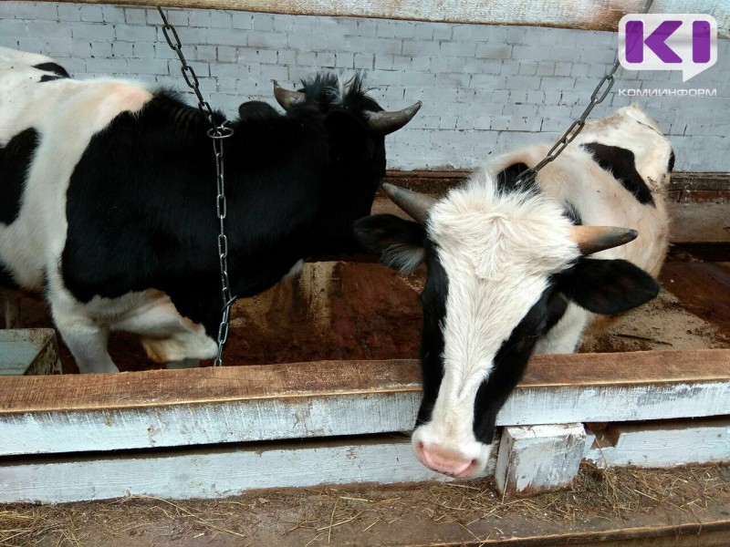 Такого мы не видели даже в 90-е: в Минсельхозе Коми рассказали о вуктыльской ферме, где уморили голодом коров