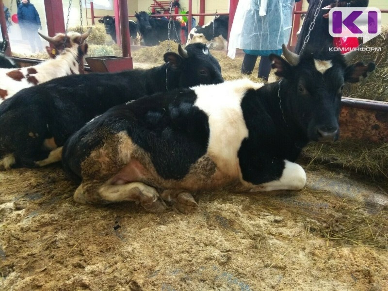 На ферме в Вуктыле погибла еще одна корова