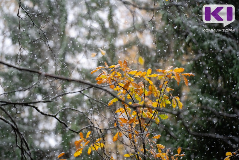 Погода в Коми 12 ноября: мокрый снег, +1°С