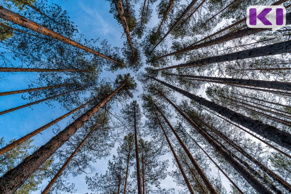 Финансирование лесного хозяйства в Коми увеличится на на 112,2 млн рублей