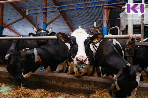 В Коми дополнительная потребность в субсидиях на товарное молоко составляет 45 млн рублей