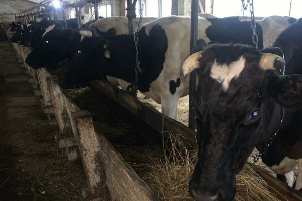 Спасенные вуктыльские коровы окрепли и стабильно набирают вес 

