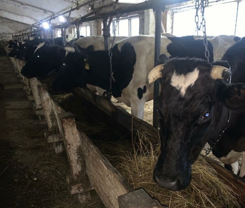 Спасенные вуктыльские коровы окрепли и стабильно набирают вес 

