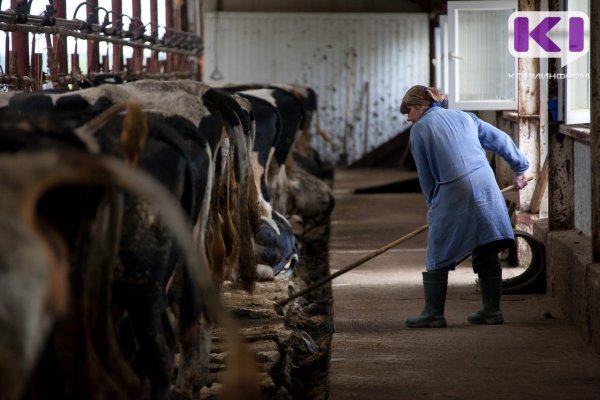 Они все умрут: откровения работницы фермы в Вуктыле, где погибли коровы