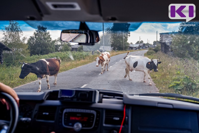 В Прилузье хозяин быка заплатит материальный ущерб за поврежденное животным авто