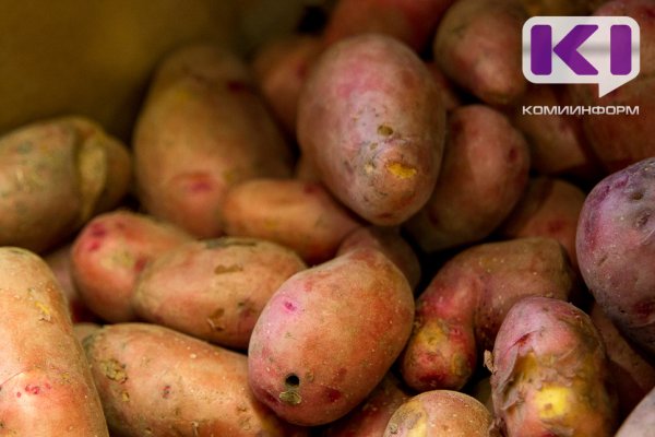 В Коми будут выращивать сорта картофеля Гулливер, Оскар и Атлетик