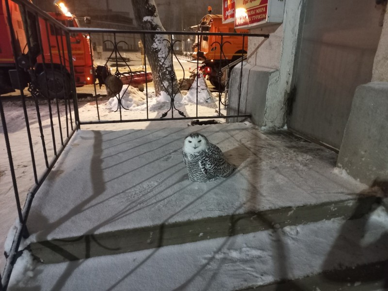 Полярная сова появилась на ночных улицах Сыктывкара
