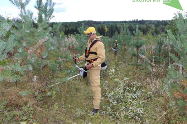 Коми лесопожарный центр выполнил лесохозяйственные работы в рамках госзадания

