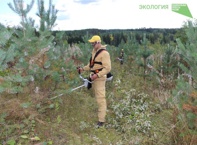 Коми лесопожарный центр выполнил лесохозяйственные работы в рамках госзадания

