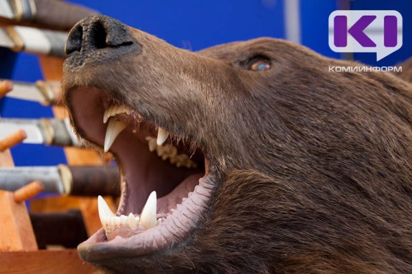 В Троицко-Печорском районе медведь напал на лесозаготовителей 