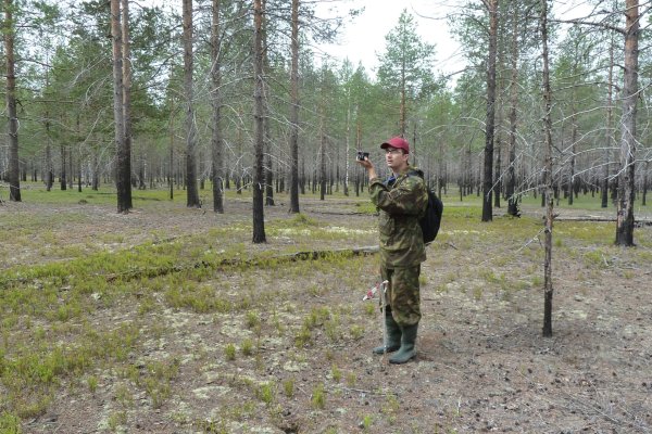 В Коми определили, какой объем лесовосстановления необходим в Печоро-Илычском и Сысольском лесничествах 

