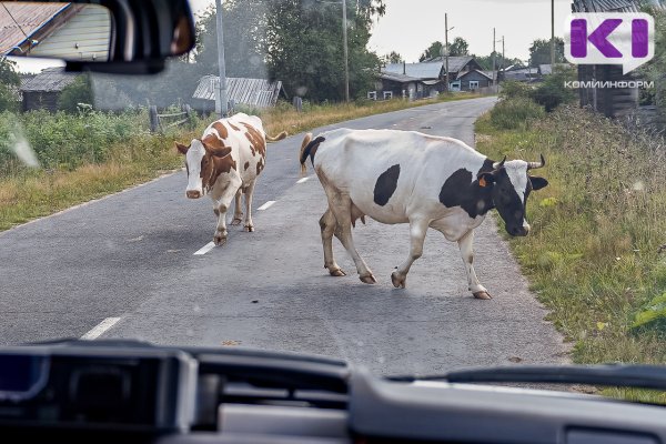 Жительнице Шошки назначено наказание за выгул коровы в селе