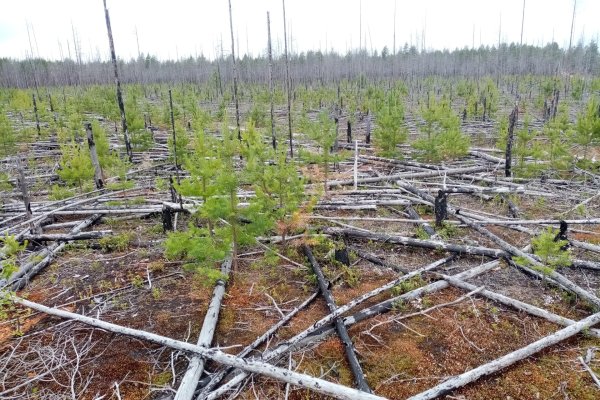 В Троицко-Печорском лесничестве объем лесовосстановления составит более 4,5 тысяч га 