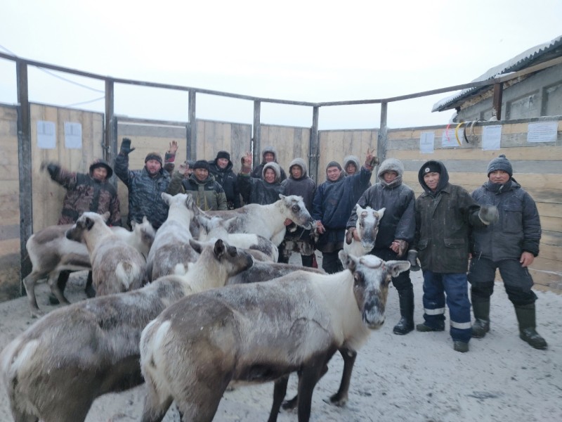 В Воркуте впервые оленеводы-частники не увели стада на убой в соседний регион

