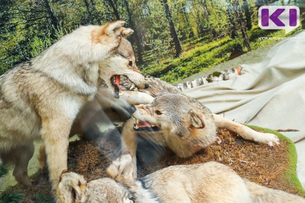 В Усть-Вымском районе добыли трех волков 