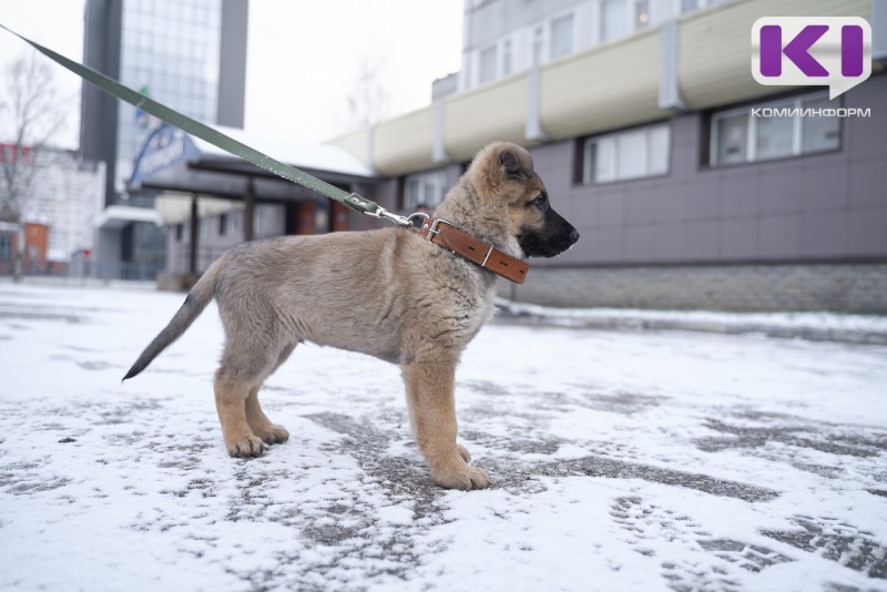 Житель Усть-Вымского района отправится в места лишения свободы за убийство знакомого, который избил его щенка