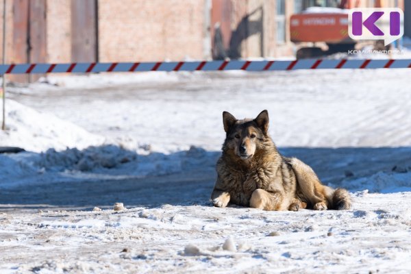 Ухта получит 6 млн рублей на отлов бездомных животных