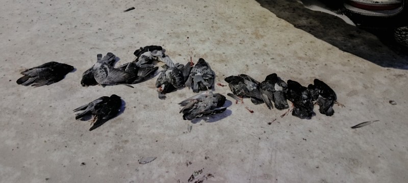 В Печоре на площади Горького обнаружили стайку мертвых голубей