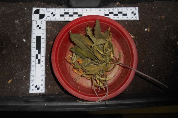 Полицейские Воркуты при обыске у распространителя наркотиков обнаружили кусты конопли и оружие