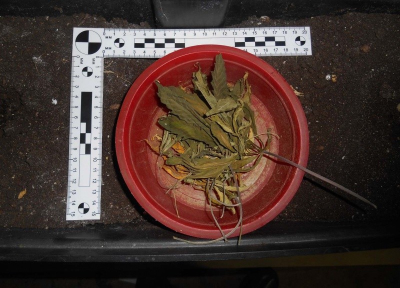 Полицейские Воркуты при обыске у распространителя наркотиков обнаружили кусты конопли и оружие