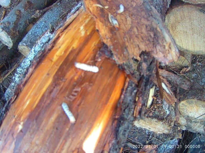 На двух предприятиях в Коми древесина была заражена усачами

