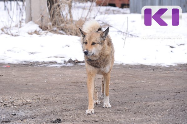 Сосногорское УЖКХ заплатит компенсацию за нападение безнадзорной собаки на ребенка 