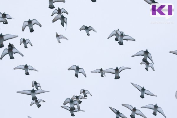 Ветслужба Коми предупреждает владельцев домашней птицы об орнитозе 