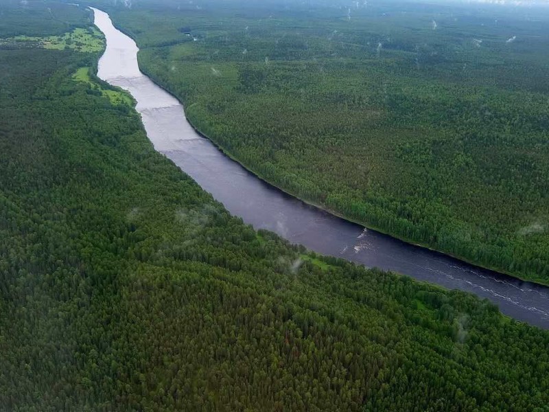 Ученые предложили заселить реку Вымь хариусом