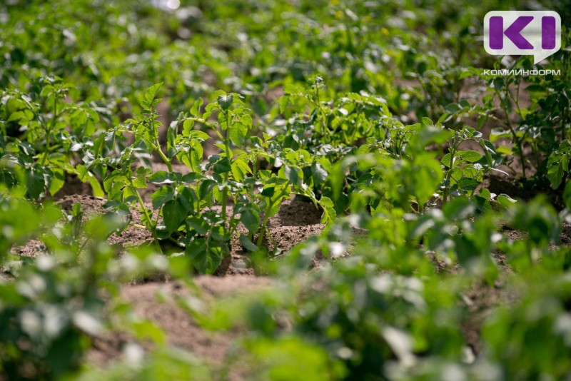 Сельскохозорганизации Коми за прошлый год накопали 5,3 тысячи тонн картофеля