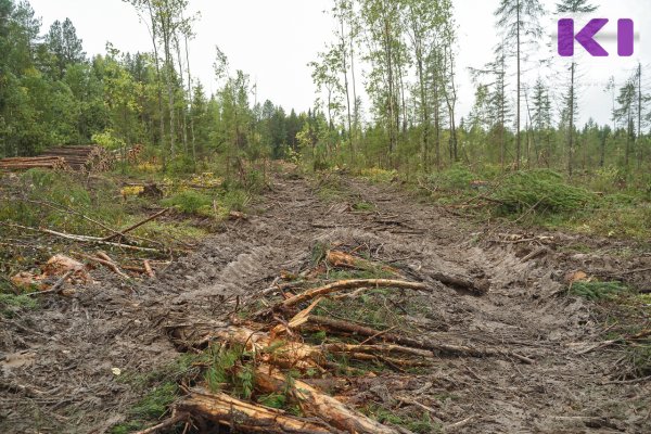 В Удорском районе похитители автозапчастей на лесной делянке угодили в фотоловушку

