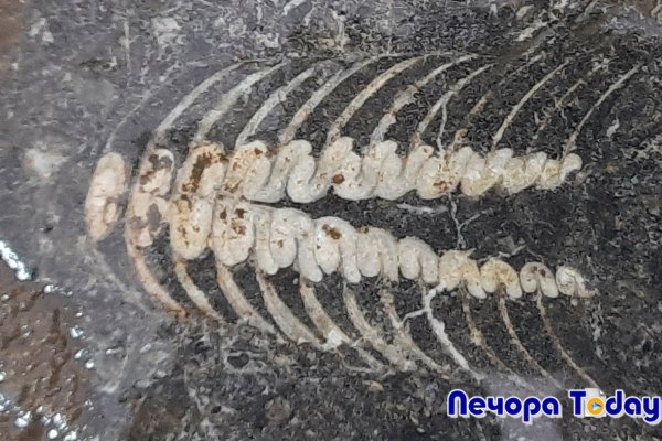 На территории избирательного участка в Печоре нашли останки древнего существа 