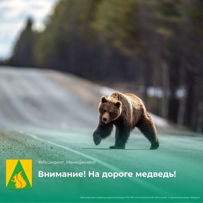 На дорогу в районе п.Озъяг Усть-Куломского района вышел медведь