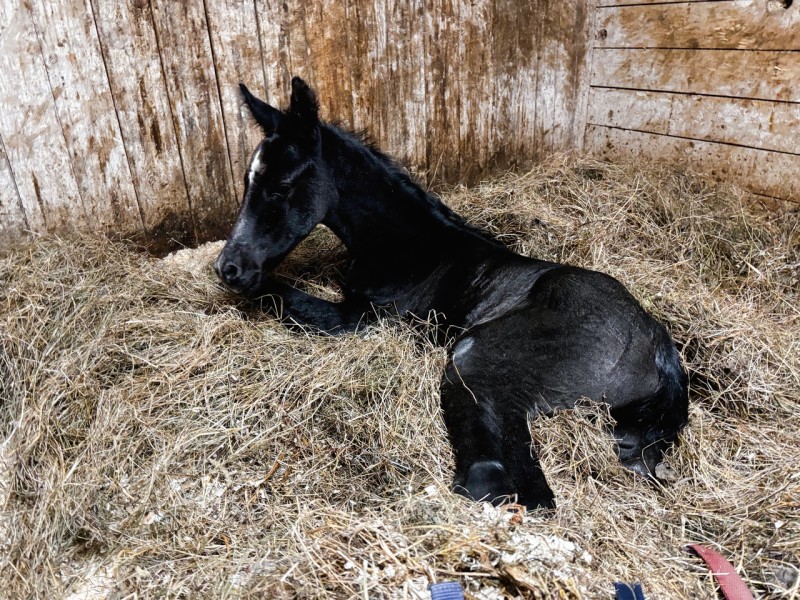 Сыктывдинский конный клуб собирает средства на питание жеребенку после смерти его матери при родах 