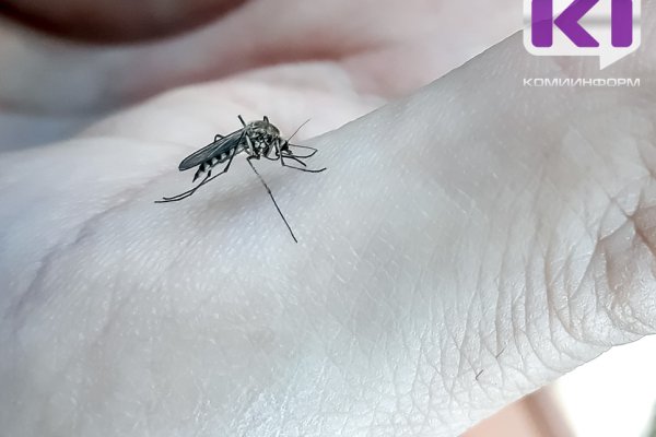 В этом сезоне в Коми будет меньше комаров 