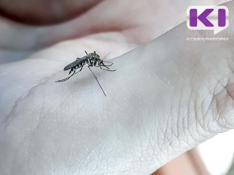 В этом сезоне в Коми будет меньше комаров 