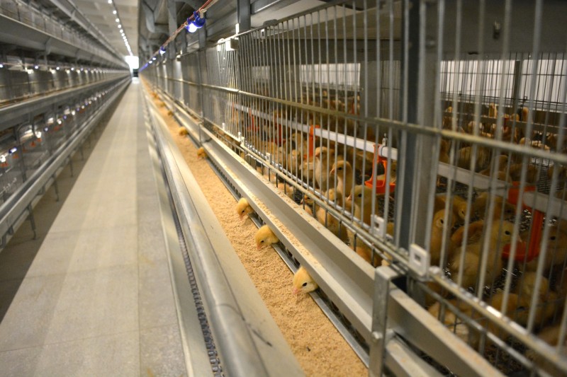 "Цыплят по осени считают": к сентябрю будущие несушки Зеленецкой птицефабрики начнут нести первые яйца
