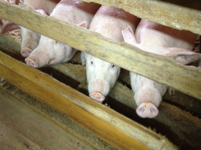 Минсельхоз Коми напоминает, как предотвратить африканскую чуму свиней
