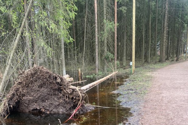 В Беличьем парке в Сыктывкаре упали два дерева