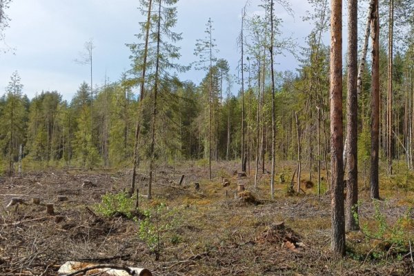 В Корткеросском районе возбуждено уголовное дело по факту незаконной рубки 20 деревьев

